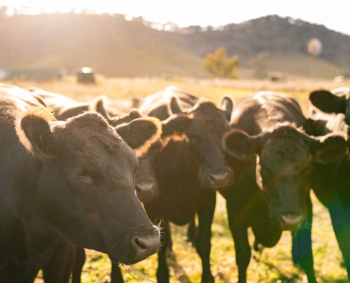 Riverina Stockfeeds